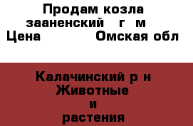 Продам козла зааненский  1г 2м  › Цена ­ 5 000 - Омская обл., Калачинский р-н Животные и растения » Другие животные   